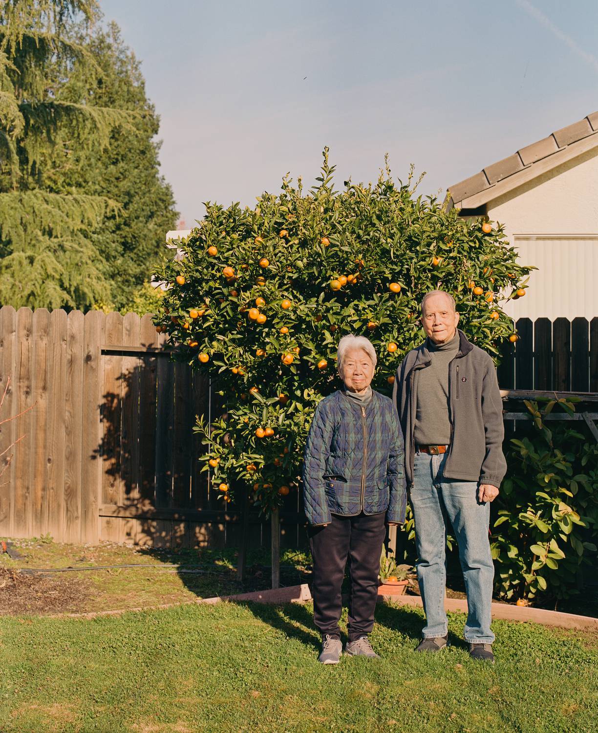 Orange Tree