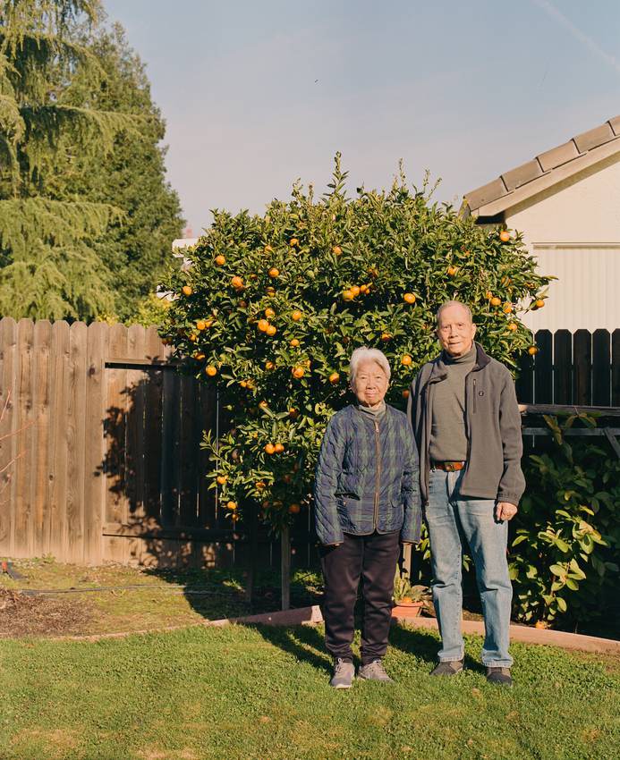 Orange Tree — 1