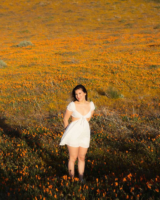 Poppies — cover